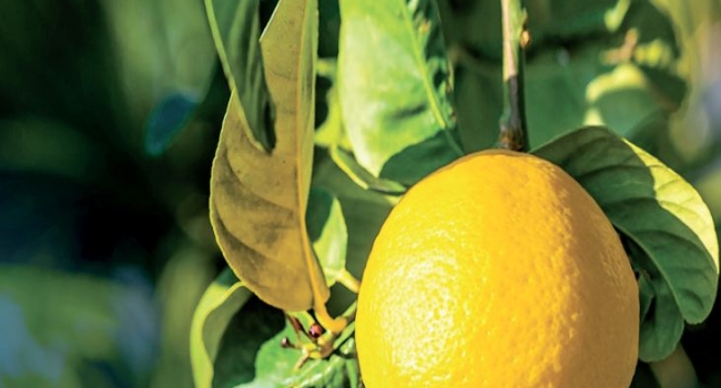 Θοδωρής Γκόνης Ove Vai Conte Nano? Ove vai?